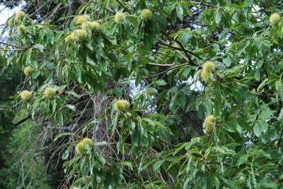 Castanea sativa 'Asplenifolia' - kaštanovník jedlý - plody